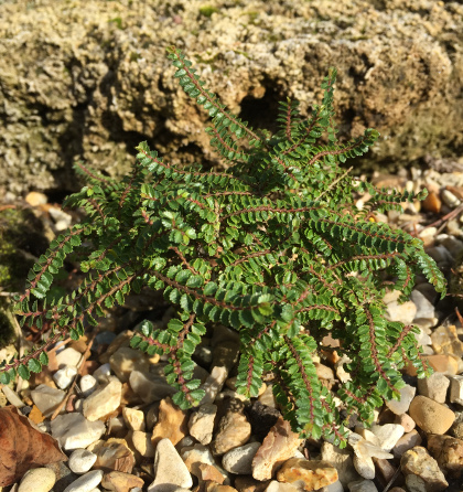 Ulmus parviflora 'Hokkaido' 